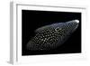 Calloplesiops Altivelis (Comet, Marine Betta)-Paul Starosta-Framed Photographic Print