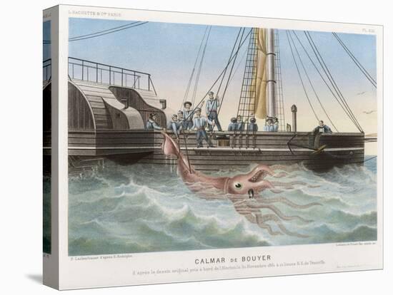 Calmar de Bouyer Giant Squid Caught by the French Vessel "Alecto" off Tenerife Canary Islands-E. Rodolphe-Stretched Canvas