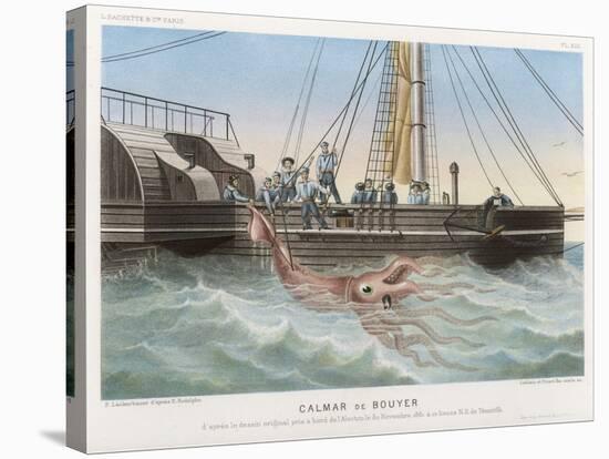 Calmar de Bouyer Giant Squid Caught by the French Vessel "Alecto" off Tenerife Canary Islands-E. Rodolphe-Stretched Canvas
