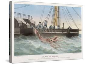 Calmar de Bouyer Giant Squid Caught by the French Vessel "Alecto" off Tenerife Canary Islands-E. Rodolphe-Stretched Canvas