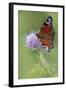 Calming Flutter-Staffan Widstrand-Framed Giclee Print