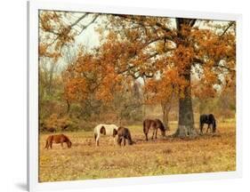 Calmly Grazing-Danny Head-Framed Art Print