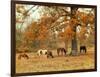 Calmly Grazing-Danny Head-Framed Art Print