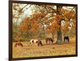 Calmly Grazing-Danny Head-Framed Art Print