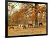 Calmly Grazing-Danny Head-Framed Art Print