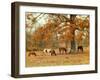 Calmly Grazing-Danny Head-Framed Art Print