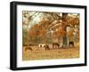 Calmly Grazing-Danny Head-Framed Art Print