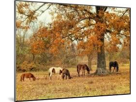 Calmly Grazing-Danny Head-Mounted Art Print