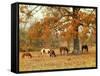 Calmly Grazing-Danny Head-Framed Stretched Canvas