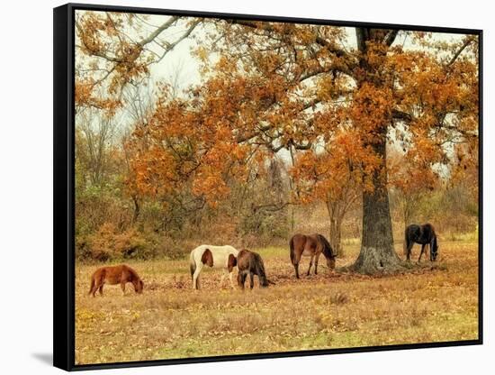 Calmly Grazing-Danny Head-Framed Stretched Canvas