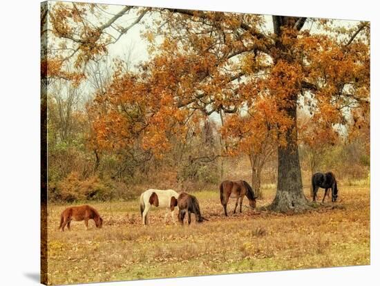 Calmly Grazing-Danny Head-Stretched Canvas