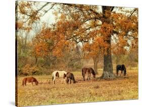 Calmly Grazing-Danny Head-Stretched Canvas