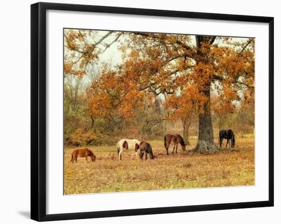 Calmly Grazing-Danny Head-Framed Art Print