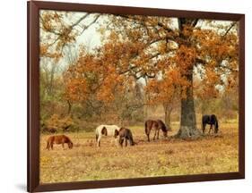 Calmly Grazing-Danny Head-Framed Premium Giclee Print