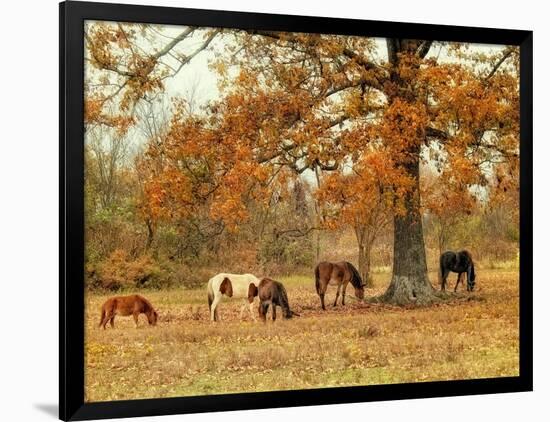 Calmly Grazing-Danny Head-Framed Premium Giclee Print