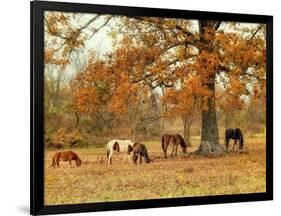 Calmly Grazing-Danny Head-Framed Premium Giclee Print