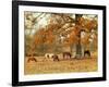 Calmly Grazing-Danny Head-Framed Art Print