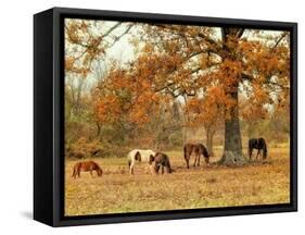 Calmly Grazing-Danny Head-Framed Stretched Canvas