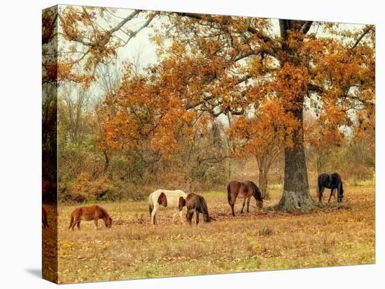 Calmly Grazing-Danny Head-Stretched Canvas