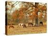 Calmly Grazing-Danny Head-Stretched Canvas