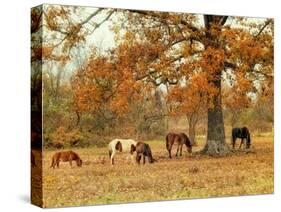 Calmly Grazing-Danny Head-Stretched Canvas