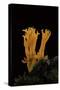 Calocera Viscosa (Yellow Stagshorn)-Paul Starosta-Stretched Canvas