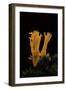 Calocera Viscosa (Yellow Stagshorn)-Paul Starosta-Framed Photographic Print