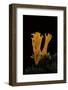 Calocera Viscosa (Yellow Stagshorn)-Paul Starosta-Framed Photographic Print