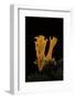 Calocera Viscosa (Yellow Stagshorn)-Paul Starosta-Framed Photographic Print