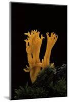 Calocera Viscosa (Yellow Stagshorn)-Paul Starosta-Mounted Photographic Print