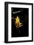 Calocera Viscosa (Yellow Stagshorn)-Paul Starosta-Framed Photographic Print