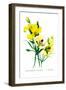 Calochortus Claratus: C. Nitidus-H.g. Moon-Framed Art Print