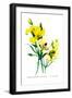 Calochortus Claratus: C. Nitidus-H.g. Moon-Framed Art Print