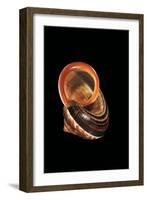 Calocochlia Pyrostoma-Paul Starosta-Framed Photographic Print