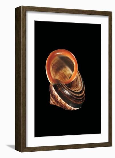 Calocochlia Pyrostoma-Paul Starosta-Framed Photographic Print