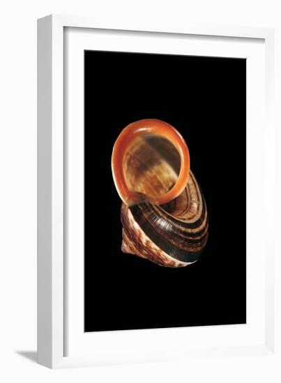 Calocochlia Pyrostoma-Paul Starosta-Framed Photographic Print