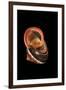 Calocochlia Pyrostoma-Paul Starosta-Framed Photographic Print