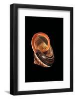 Calocochlia Pyrostoma-Paul Starosta-Framed Photographic Print