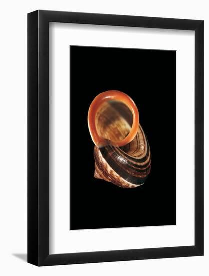 Calocochlia Pyrostoma-Paul Starosta-Framed Photographic Print