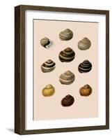 Calocochlia Shells-G.b. Sowerby-Framed Giclee Print