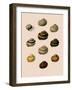 Calocochlia Shells-G.b. Sowerby-Framed Giclee Print