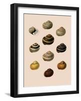 Calocochlia Shells-G.b. Sowerby-Framed Giclee Print