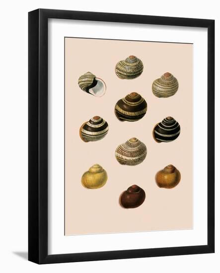 Calocochlia Shells-G.b. Sowerby-Framed Giclee Print