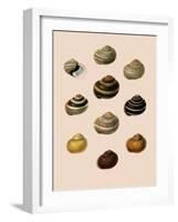 Calocochlia Shells-G.b. Sowerby-Framed Giclee Print