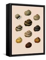 Calocochlia Shells-G.b. Sowerby-Framed Stretched Canvas
