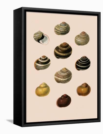 Calocochlia Shells-G.b. Sowerby-Framed Stretched Canvas