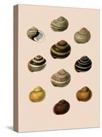 Calocochlia Shells-G.b. Sowerby-Stretched Canvas