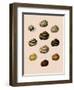 Calocochlia Shells-G.b. Sowerby-Framed Giclee Print