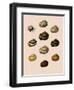 Calocochlia Shells-G.b. Sowerby-Framed Giclee Print