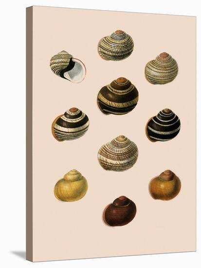 Calocochlia Shells-G.b. Sowerby-Stretched Canvas